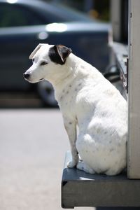 Close-up of an dog