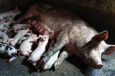 High angle view of a suckling piglets 