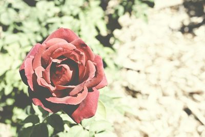 Close-up of red rose blooming in park during sunny day