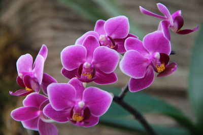 Close-up of pink orchids