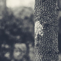 Close-up of plant against blurred background