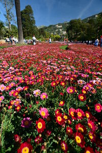 View of flowering plants on field