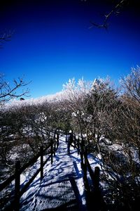 Low angle view of trees against clear blue sky