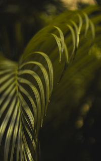 Close-up of  a leaf of a palm tree