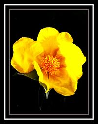 Close-up of yellow flower