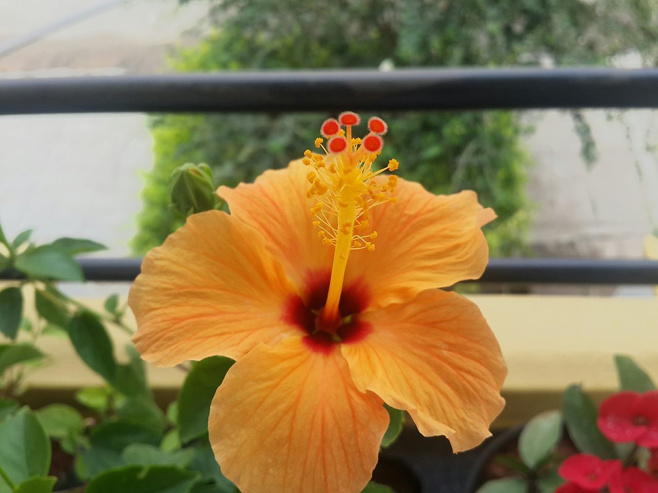 flower, petal, flower head, fragility, freshness, growth, close-up, focus on foreground, beauty in nature, blooming, orange color, plant, single flower, nature, pollen, stamen, in bloom, yellow, day, hibiscus