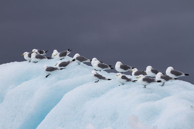 Group of arctic skuas is resting at top of iceberg