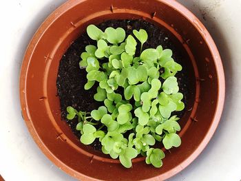 Directly above shot of plant