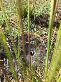 Plants in grass