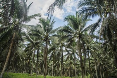 Palm trees against sky