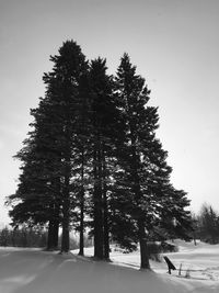 Trees on snow covered field against sky