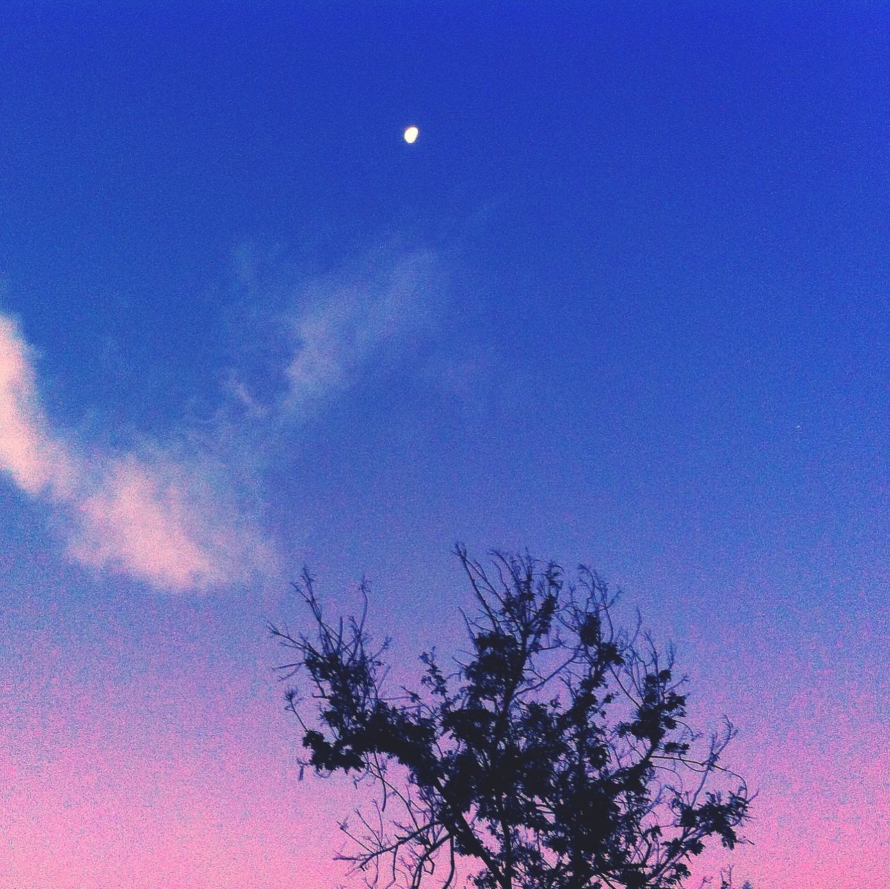 low angle view, blue, moon, sky, beauty in nature, nature, scenics, tree, tranquility, clear sky, night, high section, copy space, dusk, outdoors, no people, tranquil scene, silhouette, idyllic, branch