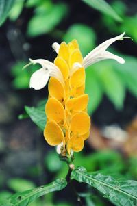 Close-up of yellow flower