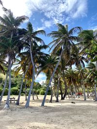 Palm trees on beach against sky