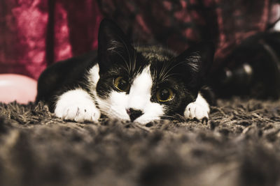 Close-up portrait of cat relaxing on rug