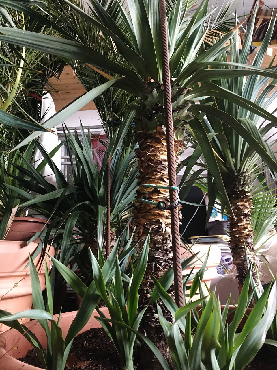 CLOSE-UP OF POTTED PLANTS IN YARD