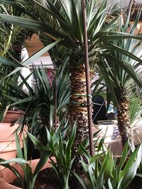 Close-up of palm trees in yard