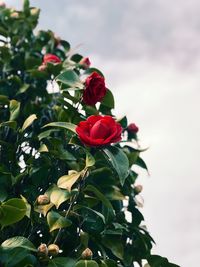 Close-up of red flowering plant against sky