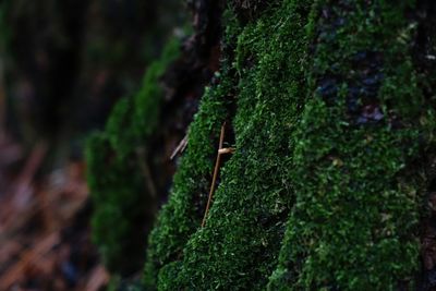 Close-up of moss on tree trunk