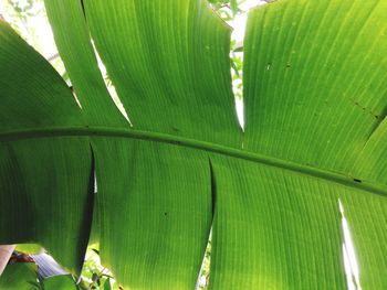 Full frame shot of green leaves