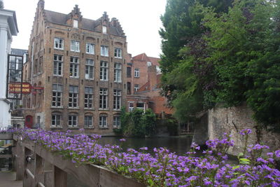 Purple flowering plants by canal against buildings in city