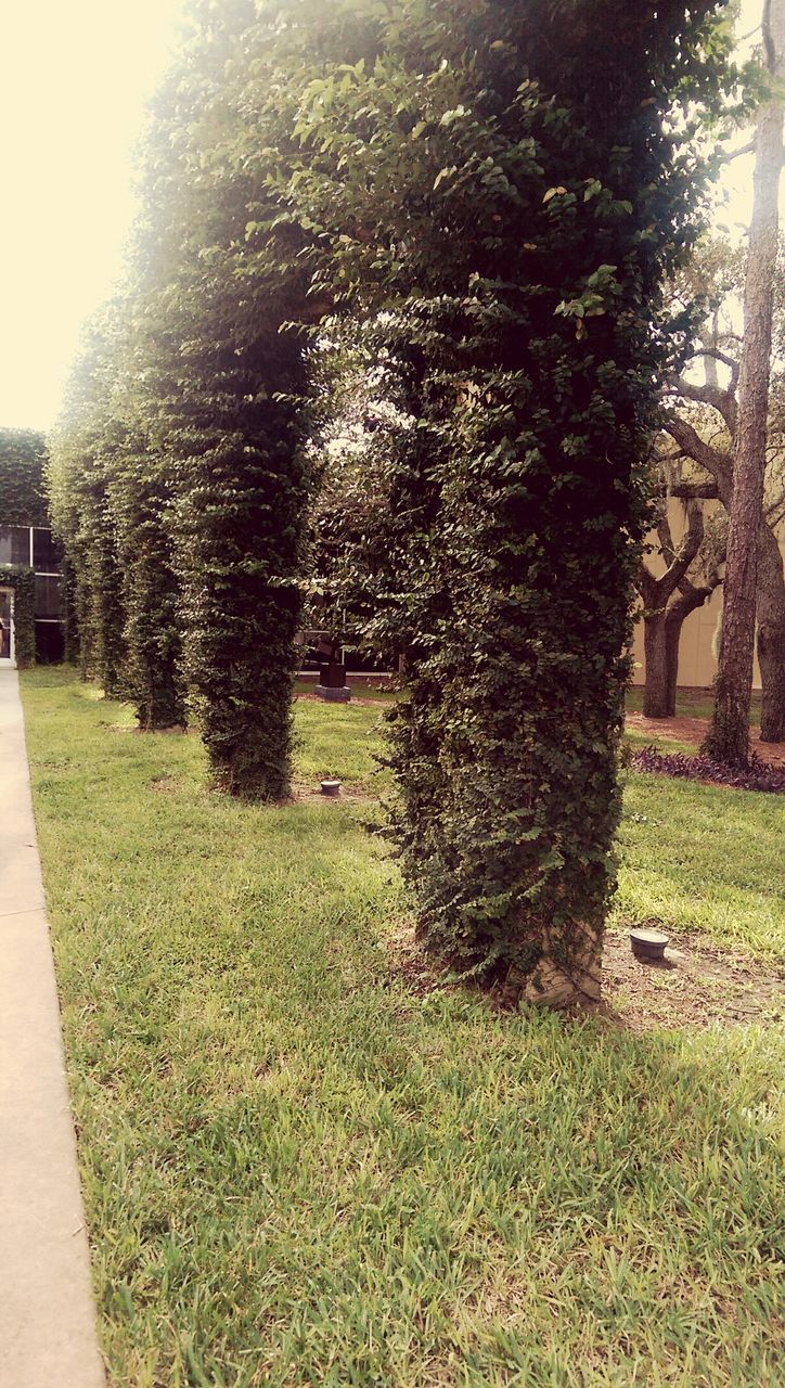 grass, tree, growth, park - man made space, lawn, sunlight, grassy, field, green color, nature, tranquility, clear sky, plant, day, building exterior, footpath, built structure, tree trunk, tranquil scene, beauty in nature