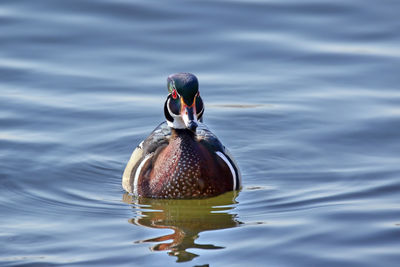 Bird swimming in lake