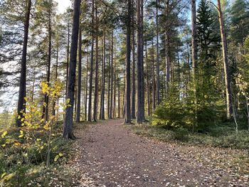 Footpath amidst trees in forest during autumn