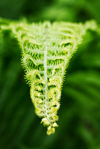 Close-up of fern on plant