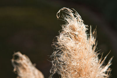 Close-up of wilted plant