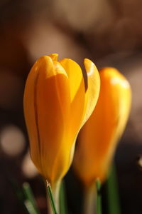 Close-up of yellow crocus flower