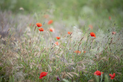 Close-up of red poppy on field