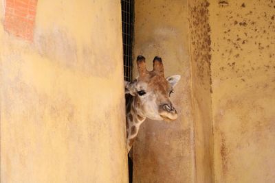 Portrait of giraffe in stable