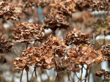 Close-up of dried plant on dry leaves