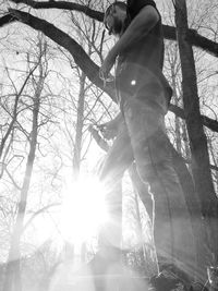 Low angle view of sun shining through tree