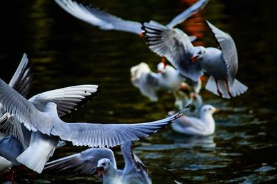 Seagull flying over water