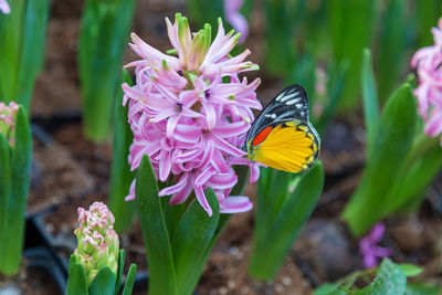 Close-up of butterfly pollinating on flower