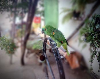 Close-up of parrot perching on tree