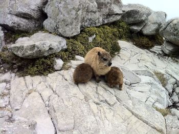 Lizard on rock