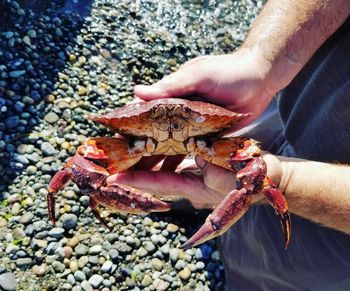 Crab on camano island, wa