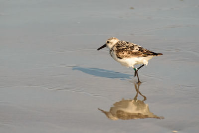 Bird on water