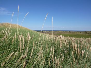 Scenic view of wheat field against clear blue sky