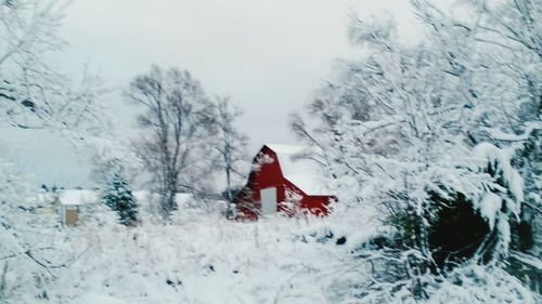 Bare trees on snow covered field