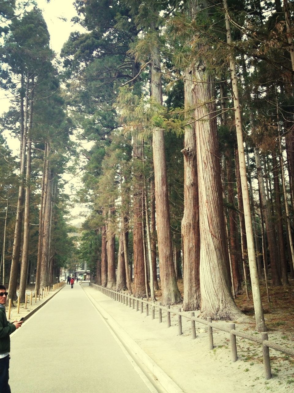 tree, the way forward, tree trunk, treelined, growth, diminishing perspective, transportation, forest, road, nature, tranquility, vanishing point, woodland, footpath, tranquil scene, in a row, incidental people, day, outdoors