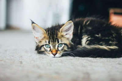 Small gray striped kitten maine coon several months lying on the floor and looking at camera