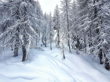 Frozen trees on landscape against sky