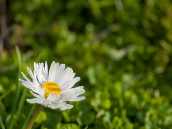 Close-up of white daisy flower