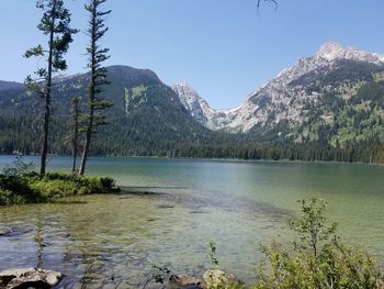 Scenic view of lake by trees against clear sky