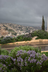 Purple flowering plants by landscape against sky