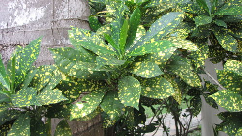 Close-up of fresh fruit tree